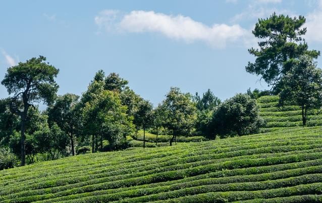 福建发布六起茶叶过度包装典型案例