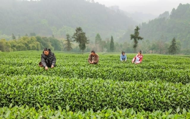 这里的茶叶“上新”啦！