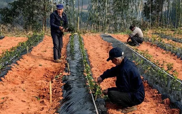 宜宾翠屏：茶园冬季管护忙 茶企新发展激发产业新动能