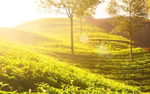 推动云茶产业健康发展 2024“云茶价格指数”发布
