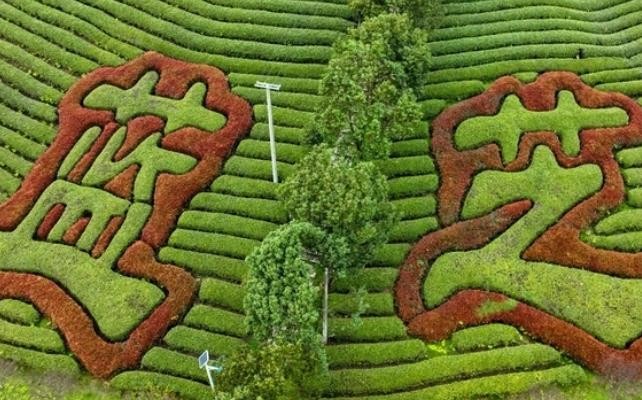 遇见福建：生态茶园催生茶旅融合发展