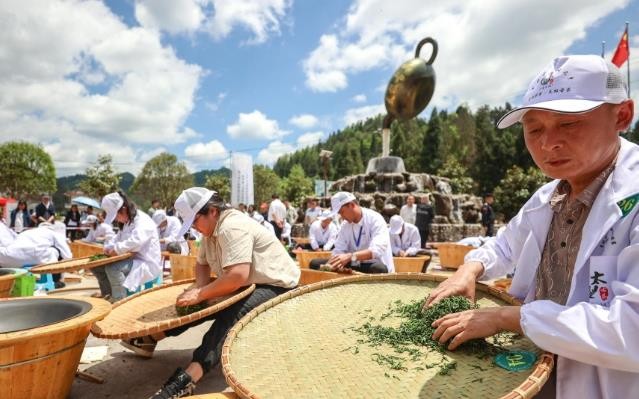 与茶对话、以茶会友，第七届古树茶加工技能大赛开赛