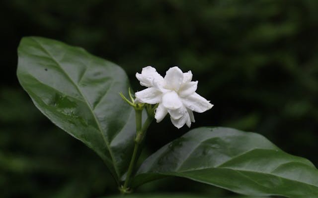 福州茉莉花与茶文化系统申遗成功十周年 农遗“金名片”愈发闪亮