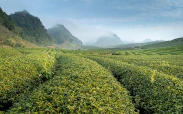 松溪税务：春风携雨露 税润茶飘香