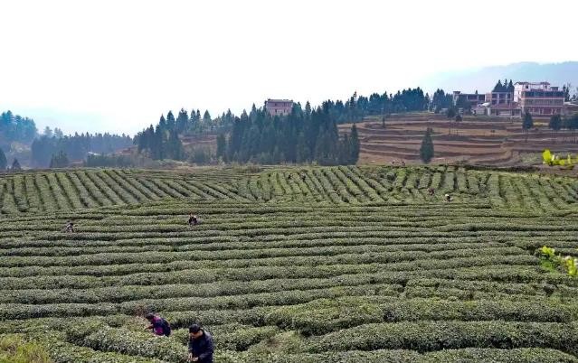 纳雍高山福绿茶喜提两岸茶匠“茶王赛”金奖