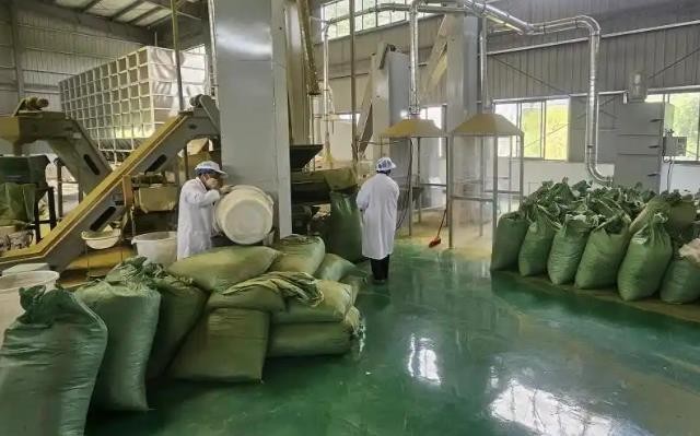 西秀区：茶基地让深山好茶“链”通世界