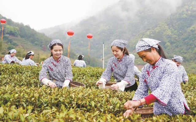 漳州漳平：茶香里的“共富密码”