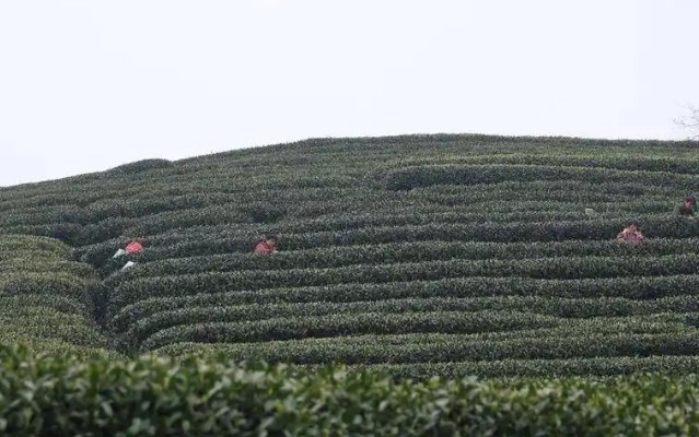 问茶记｜和时间赛跑，这口春天的味道正抢“鲜”登场