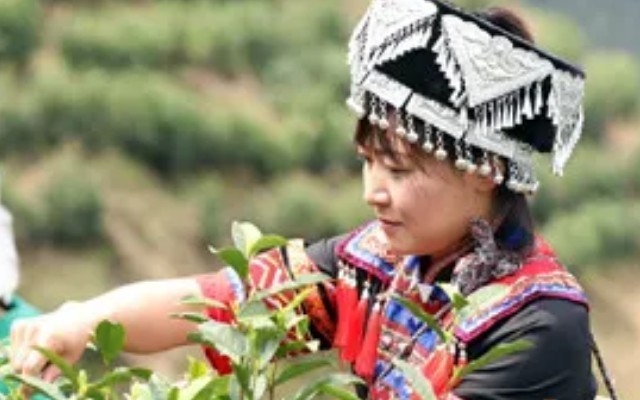 宁远：春茶采摘季 多方联动解难题