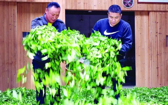 一片叶子的新“考卷”——武夷岩茶新国标释放产业升级新信号