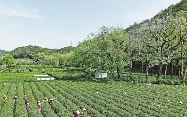 晒晒这些产茶大省的“种茶经”