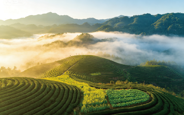 三明大田：茶旅融合解锁茶产业新赛道