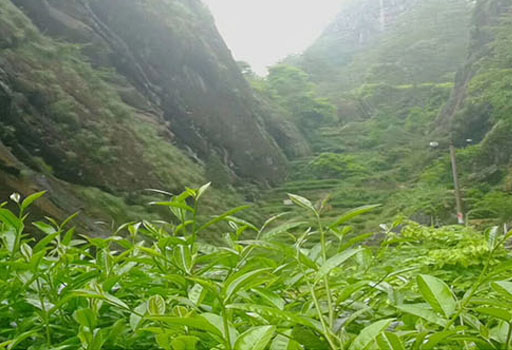 苏炳熙：武夷山最年长茶人